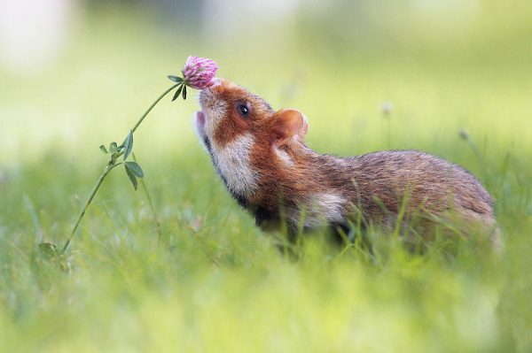 sevimli_hamster_vahşi (7)