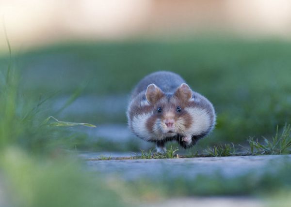sevimli_hamster_vahşi (8)