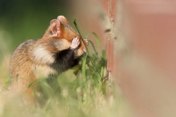 sevimli_hamster_vahşi (9)