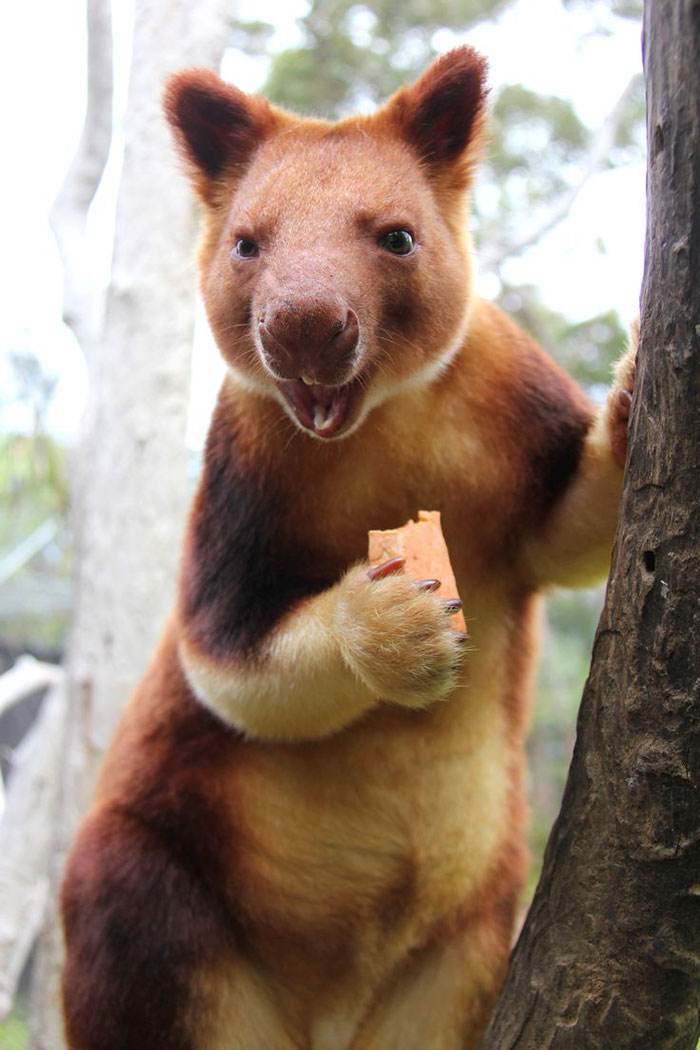 tree-kangaroo-251-5a1682ca6b13d__700