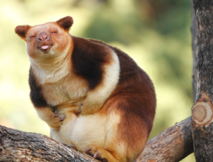 tree-kangaroo-264-5a1692d240df5__700