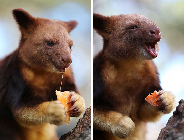 tree-kangaroo-268-5a1699d7aa7cb__700