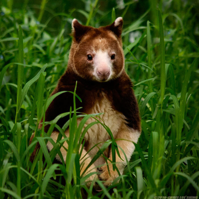 tree-kangaroo-3-5a168870e785f__700