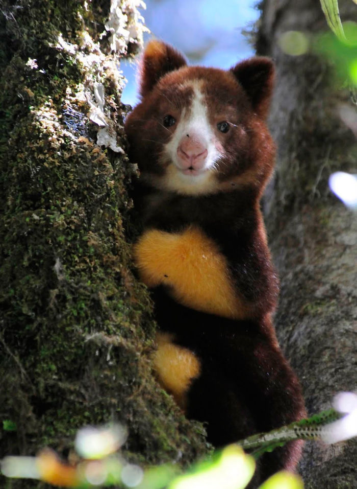 tree-kangaroo-4-5a16bbc161740__700