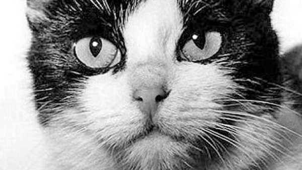 uzaya_giden_kedi_felicette (5)