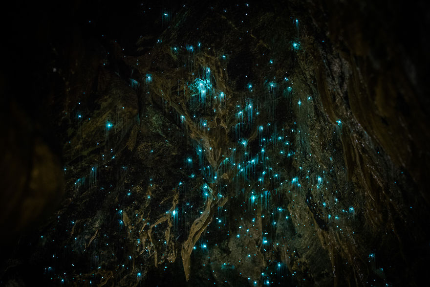 Northland-Caves-Glowworms-SJP-10-5a332aa504299__880