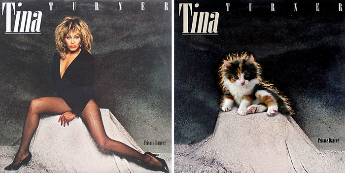 This-guy-created-very-cute-covers-of-the-music-world-replacing-singers-with-cats-5a2e80527ab66__700