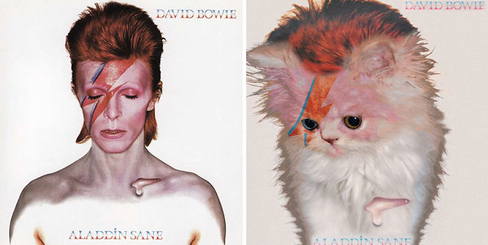 This-guy-created-very-cute-covers-of-the-music-world-replacing-singers-with-cats-5a2e80996884d__700