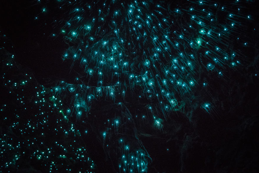 Waitomo-Glowworm-Cave-Glowworms-SJP-21-5a332ad63c9dc__880