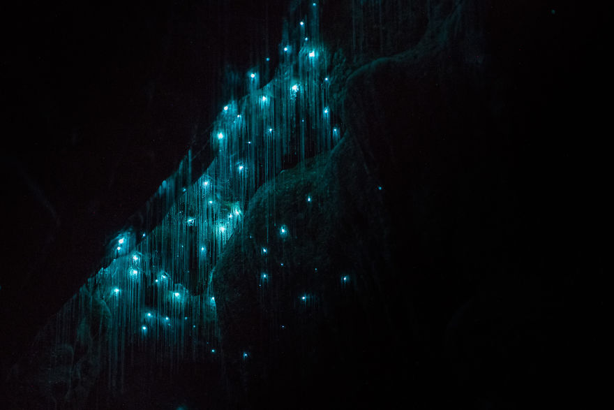 Waitomo-Glowworm-Cave-Glowworms-SJP-22-5a332ad89f082__880