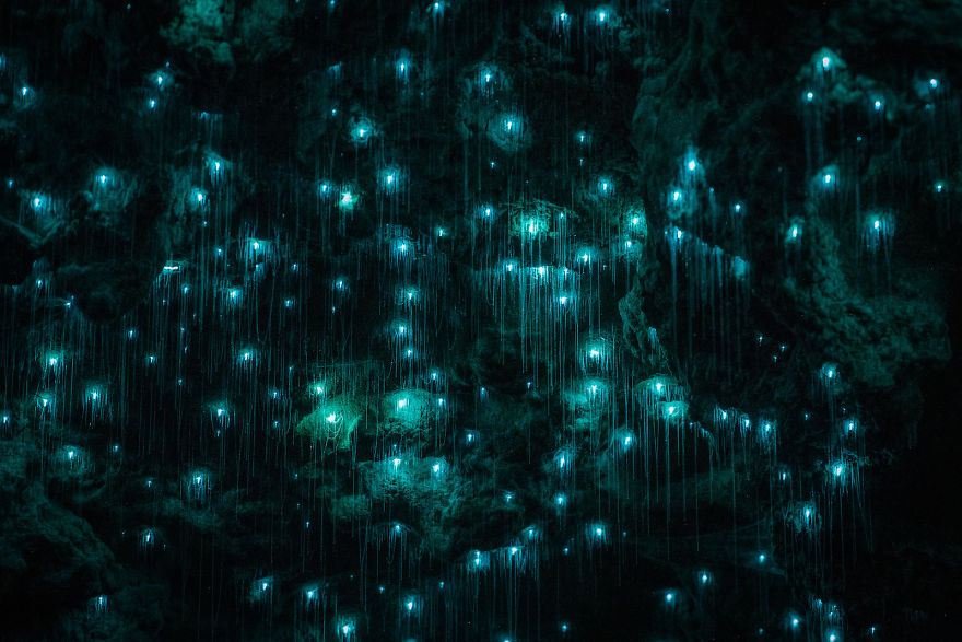 Waitomo-Glowworm-Cave-Glowworms-SJP-5-5a332ac0642fe__880