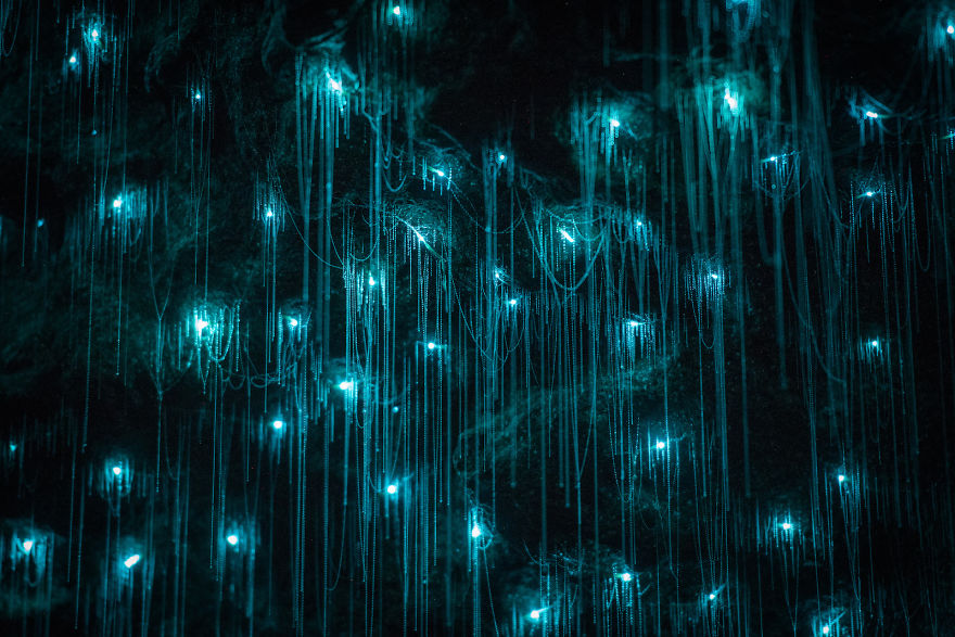 Waitomo-Glowworm-Cave-Glowworms-SJP-6-5a332ac4c40b7__880