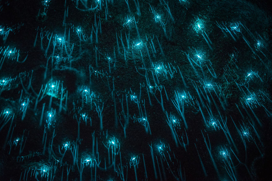 Waitomo-Glowworm-Cave-Glowworms-SJP-7-5a332ac9532c5__880