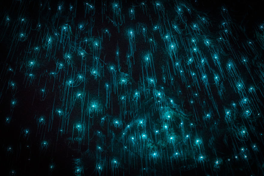 Waitomo-Glowworm-Cave-Glowworms-SJP-8-5a332acddc330__880