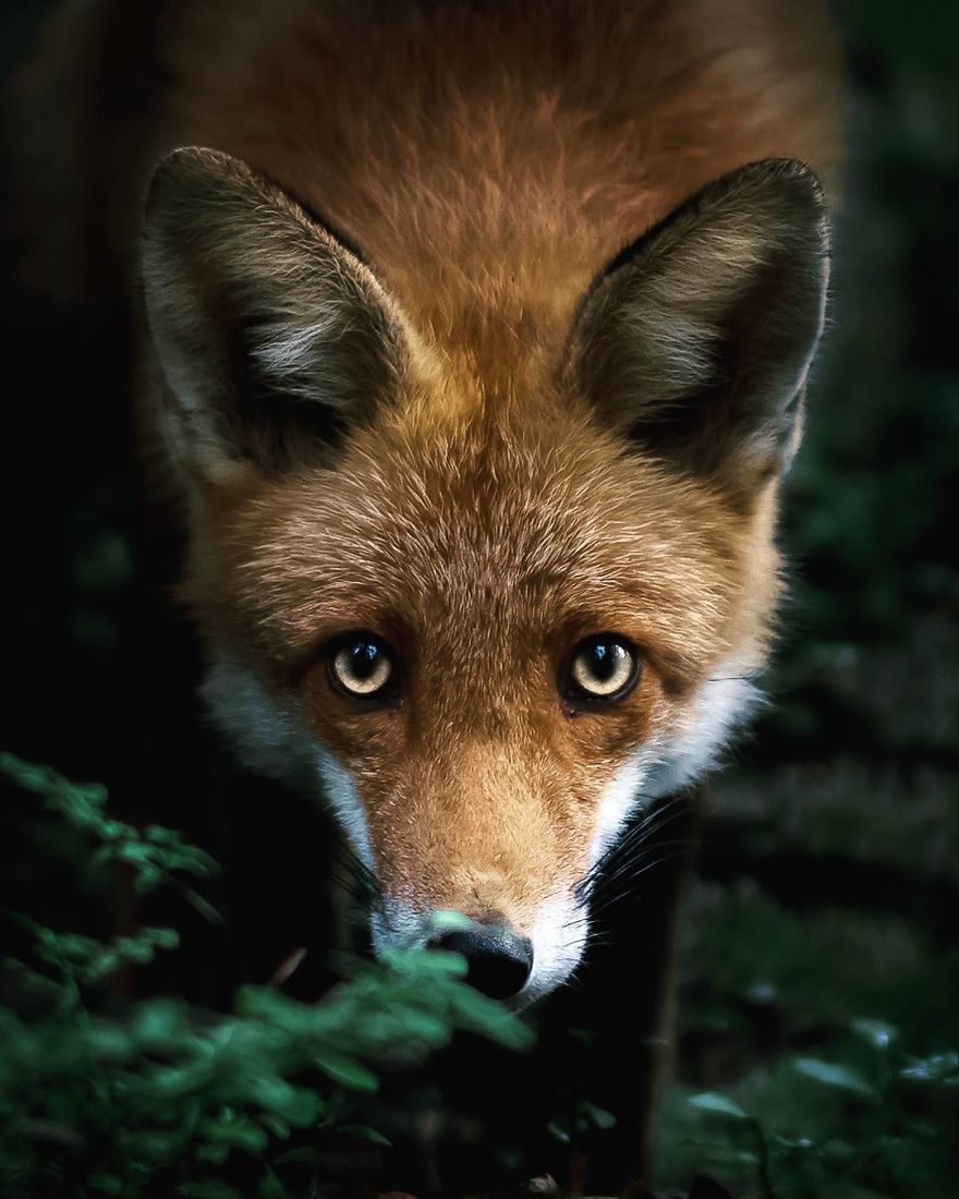 wildlands-animal-photography-joachim-munter-finland-26-5a43ad86cf5da__880