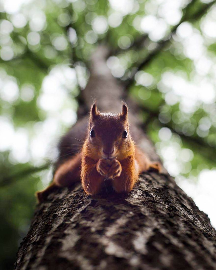 wildlands-animal-photography-joachim-munter-finland-29-5a43ad8ef0329__880