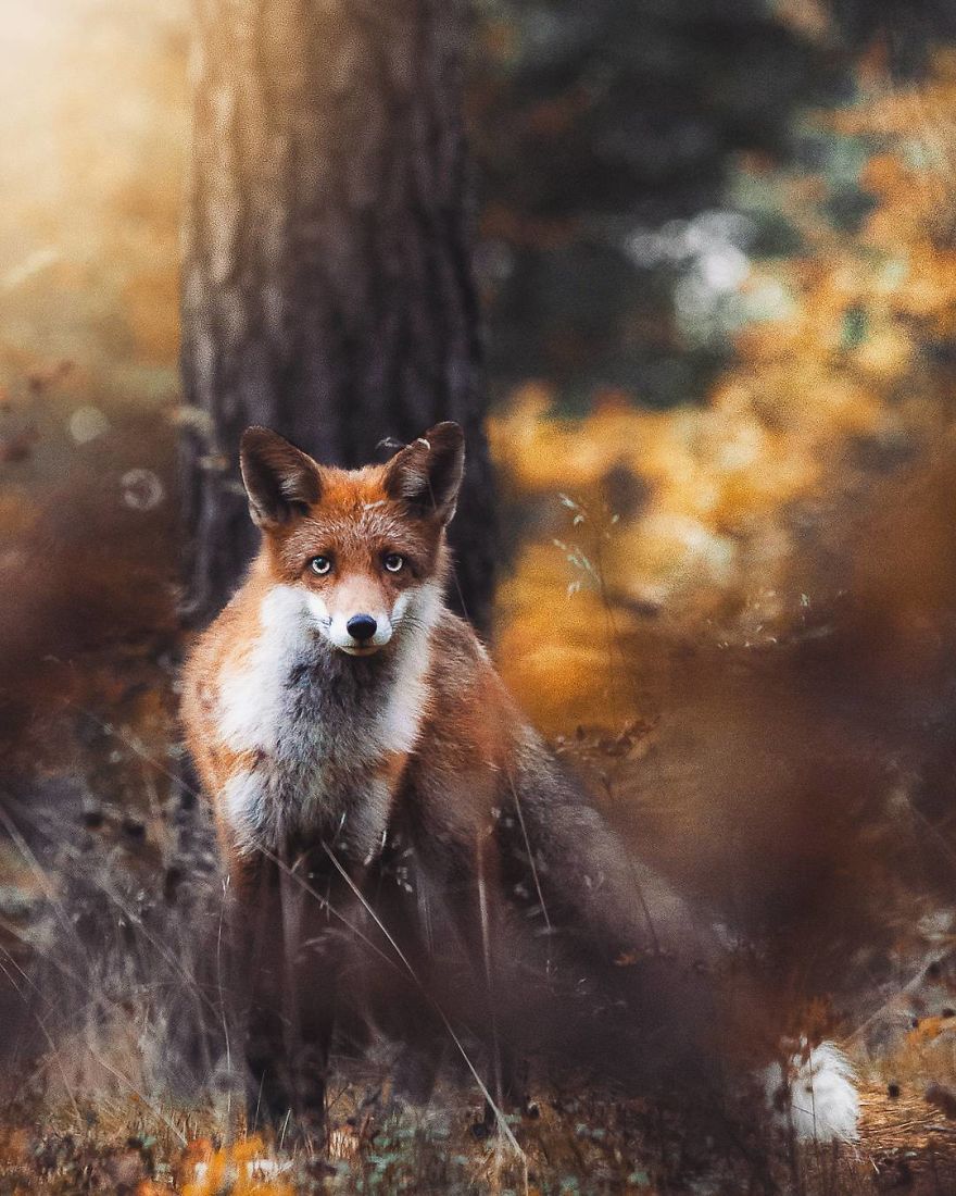 wildlands-animal-photography-joachim-munter-finland-30-5a43ad9200544__880