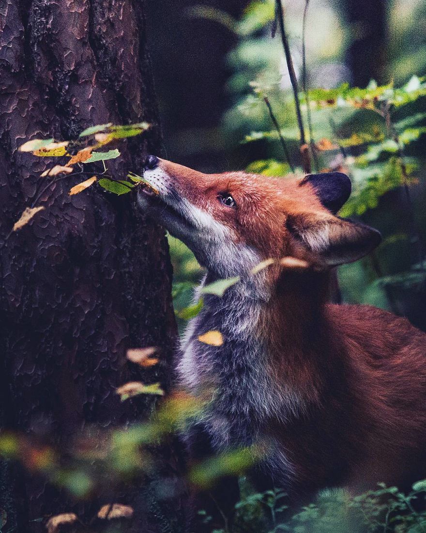 wildlands-animal-photography-joachim-munter-finland-38-5a43ada70eea6__880