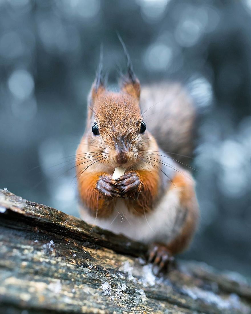 wildlands-animal-photography-joachim-munter-finland-5-5a43ad4cf0933__880