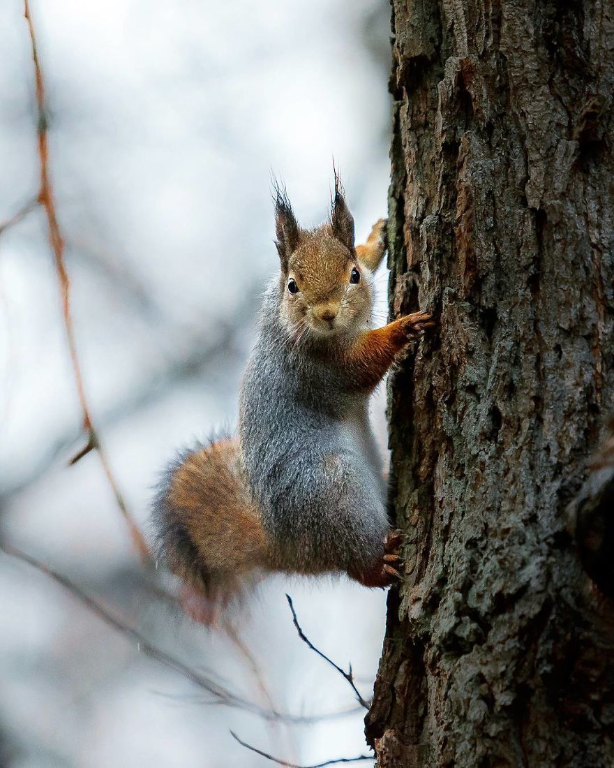 wildlands-animal-photography-joachim-munter-finland-6-5a43ad4ff180a__880