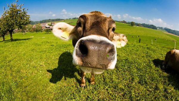 cow