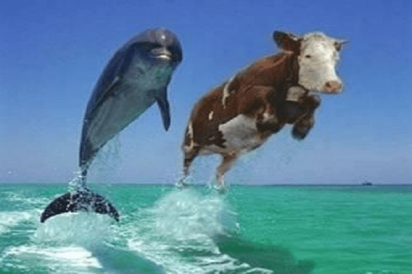 cow-dolphin