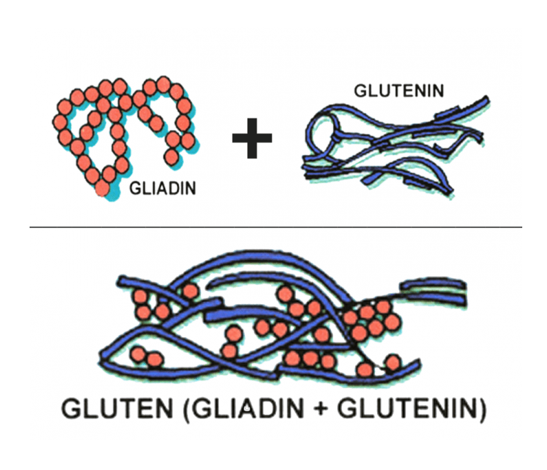 Çölyak Hastalığı ve Glutensiz Beslenme