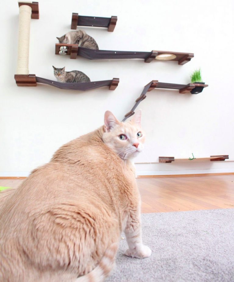 15 Kilo Ağırlığıyla Hareket Etmekte Bile Zorlanan Şişko Kedi Bronson