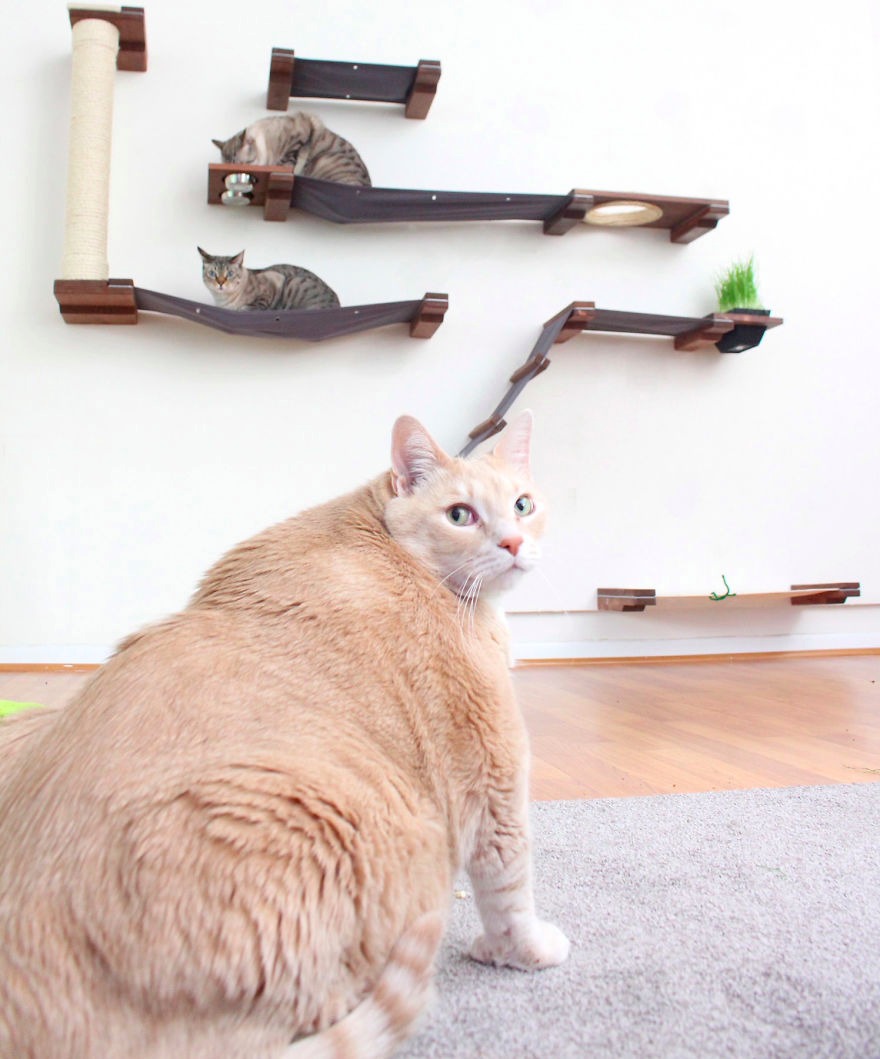 15 Kilo Ağırlığıyla Hareket Etmekte Bile Zorlanan Şişko Kedi Bronson