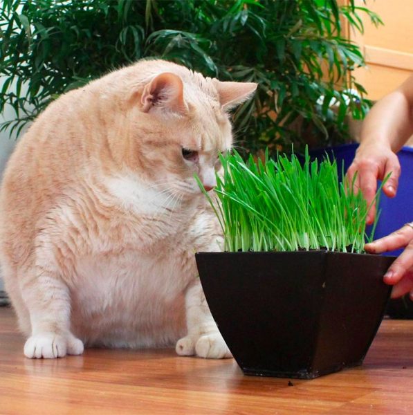 15 Kilo Ağırlığıyla Hareket Etmekte Bile Zorlanan Şişko Kedi Bronson