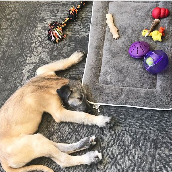 Tatlı Olduğu Kadar Zeki Olmayan 32 Şapşal Köpek
