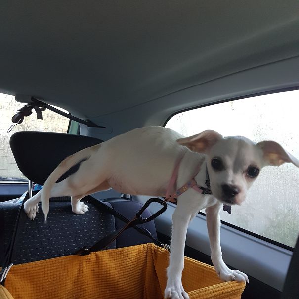 Tatlı Olduğu Kadar Zeki Olmayan 32 Şapşal Köpek