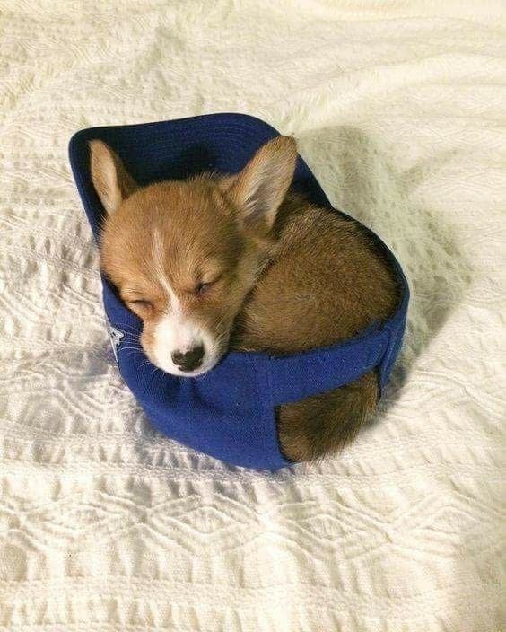 İçinizi Isıtacak 22 Kısa Bacaklı Pompiş Köpek Fotoğrafı