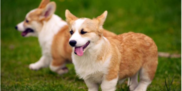 Icinizi Isitacak 22 Kisa Bacakli Pompis Kopek Fotografi