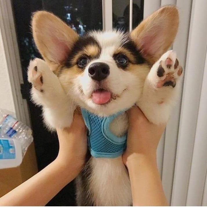 İçinizi Isıtacak 22 Kısa Bacaklı Pompiş Köpek Fotoğrafı