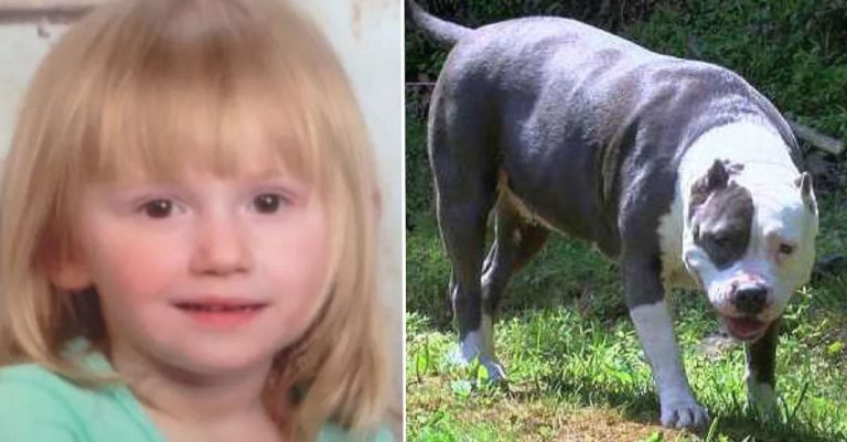 ABDde korkunç olay! iki pitbull 17 aylık bebeği öldürdü 