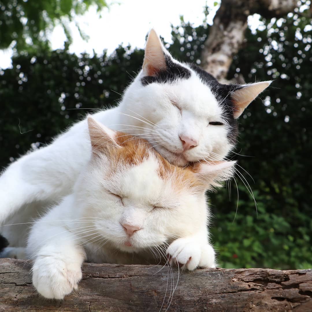 Görüp Görebileceğiniz En Tembel ve Mutlu Kedi Shironeko