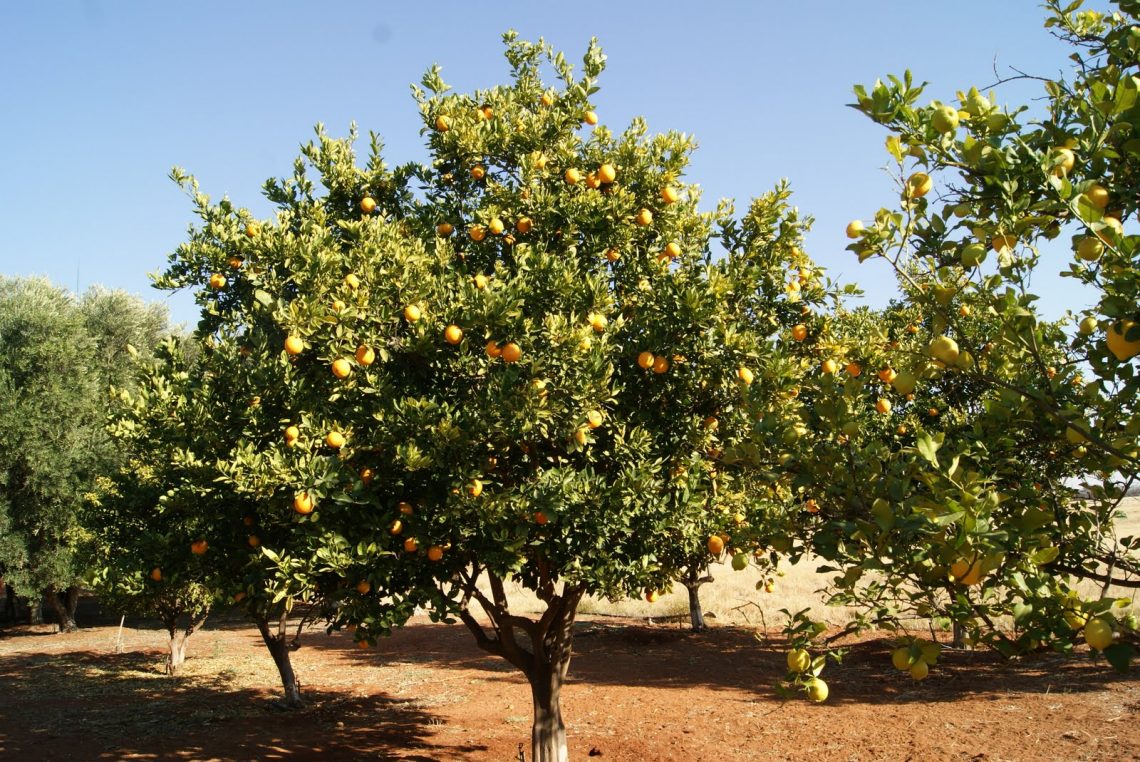 Meyvesindeki Alkolle Hayvanları Sarhoş Edebilen Ağaç Marula
