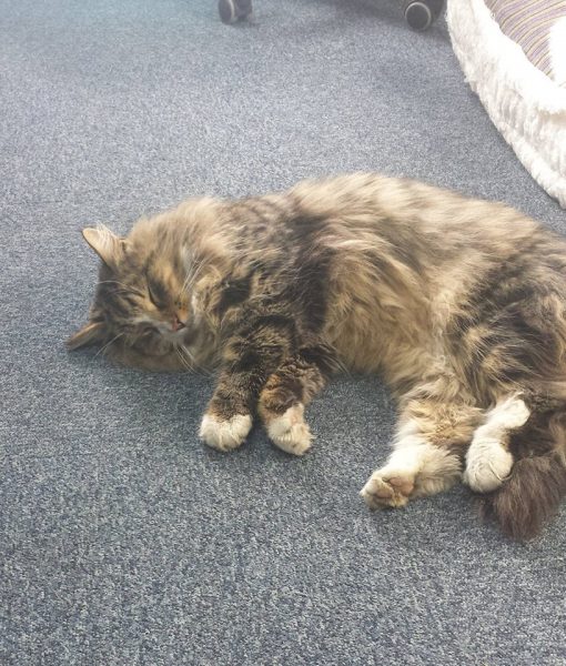 14 Aydır Mama Fabrikasında Yaşayan Kayıp Kedi Clive