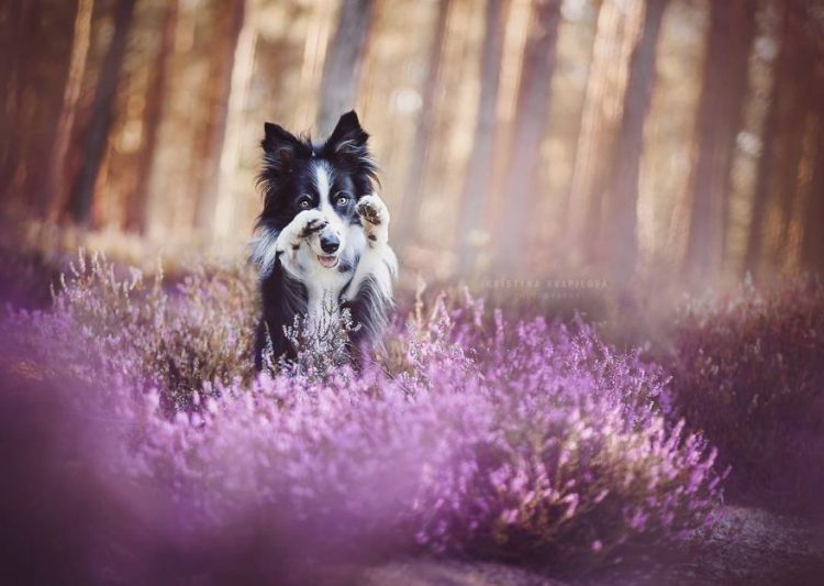 Tatlılık Konusunda Birbirleriyle Yarışan Şirin mi Şirin 50 Köpek Fotoğrafı