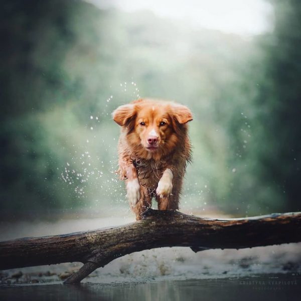 Tatlılık Konusunda Birbirleriyle Yarışan Şirin mi Şirin 50 Köpek Fotoğrafı