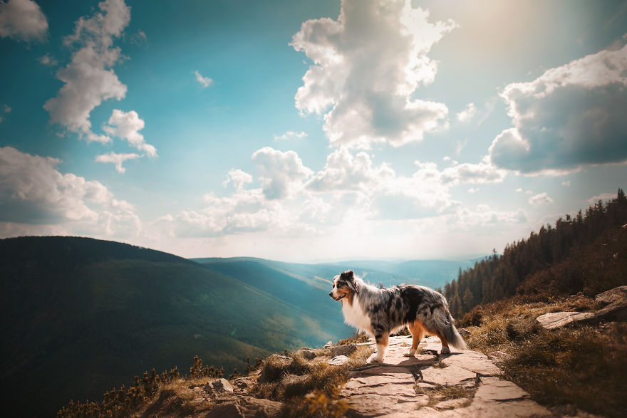 Tatlılık Konusunda Birbirleriyle Yarışan Şirin mi Şirin 50 Köpek Fotoğrafı