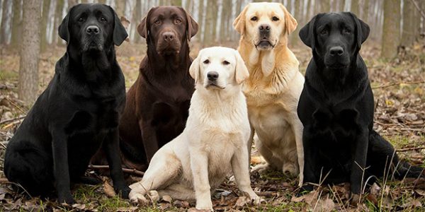 Labrador Retrieverlar ile İlgili Bilmeniz Gereken 12 Gerçek