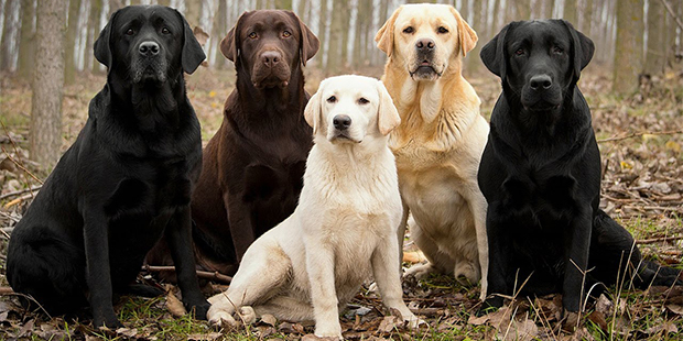 Labrador Retrieverlar Ile Ilgili Bilmeniz Gereken 12 Gercek
