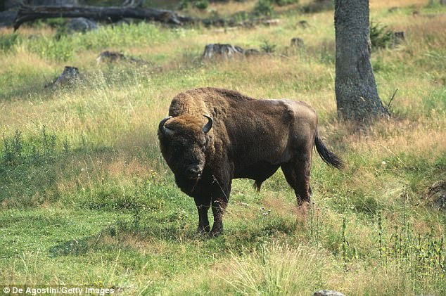 Yaban bizonu