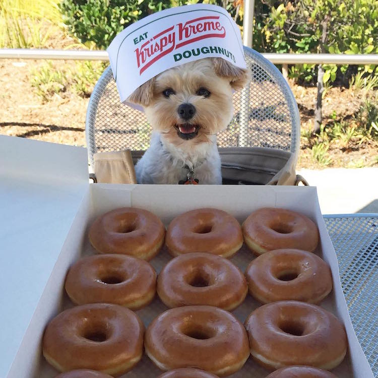 gurme köpek popeye gurme köpek popeye
