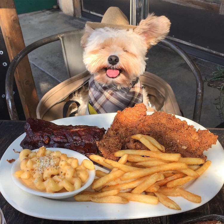 gurme köpek popeye gurme köpek popeye