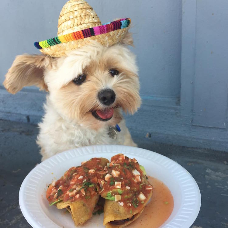 gurme köpek popeye gurme köpek popeye