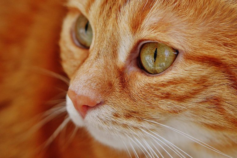 Makale Yazmak “Miyav” Gerektirir Akademisyen Kedi F.D.C. Willard ile