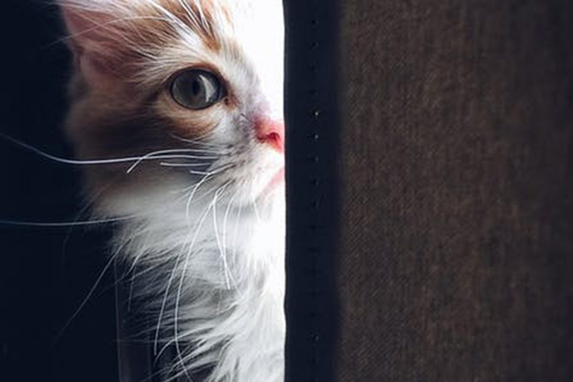 Mutlu Evlerin Mimarları Bir Kediyle Yaşamanın Sağlığa 11 Yararı
